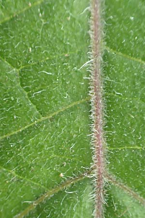 Physalis peruviana \ Kap-Stachelbeere, Andenbeere / Cape Gooseberry, D Mannheim 9.9.2015