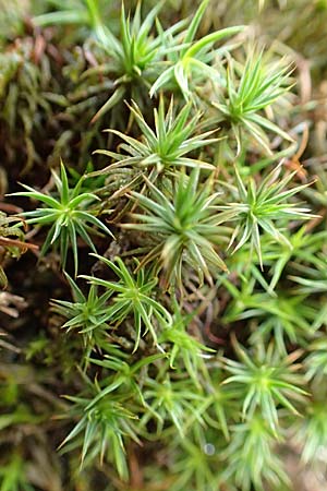 Polytrichum juniperinum \ Wacholder-Widertonmoos / Juniper Polytrichum Moss, D Odenwald, Nieder-Beerbach 16.10.2015