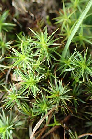 Polytrichum juniperinum \ Wacholder-Widertonmoos / Juniper Polytrichum Moss, D Odenwald, Nieder-Beerbach 16.10.2015