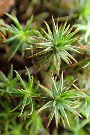 Polytrichum juniperinum \ Wacholder-Widertonmoos / Juniper Polytrichum Moss, D Odenwald, Nieder-Beerbach 16.10.2015