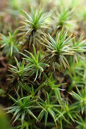 Polytrichum juniperinum \ Wacholder-Widertonmoos / Juniper Polytrichum Moss, D Odenwald, Nieder-Beerbach 16.10.2015