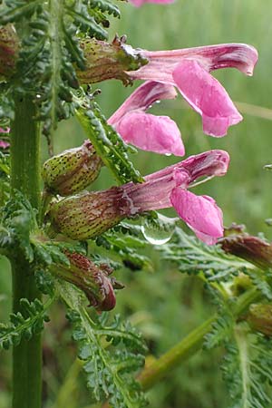Pedicularis palustris \ Sumpf-L�usekraut / Marsh Lousewort, D Pfronten 9.6.2016