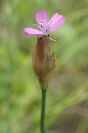 Petrorhagia prolifera \ Sprossende Felsennelke, Sprossendes Nelkenk&ouml;pfchen / Proliferous Pink, D Weinheim an der Bergstra&szlig;e 19.6.2016