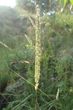 Phleum phleoides \ Steppen-Lieschgras / Boehmer's Cat's-Tail, D Bensheim 24.6.2016