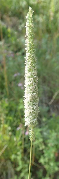Phleum phleoides \ Steppen-Lieschgras / Boehmer's Cat's-Tail, D Bensheim 24.6.2016