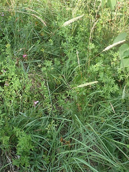 Phleum phleoides \ Steppen-Lieschgras / Boehmer's Cat's-Tail, D Bensheim 24.6.2016