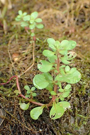 Lythrum portula \ Sumpfquendel / Water Purslane, D Baden-Baden 23.7.2016