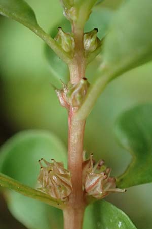 Lythrum portula \ Sumpfquendel / Water Purslane, D Baden-Baden 23.7.2016