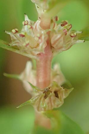 Lythrum portula \ Sumpfquendel / Water Purslane, D Baden-Baden 23.7.2016