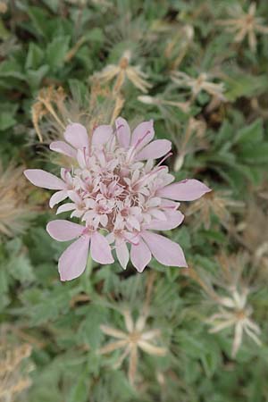 Pterocephalus pinardi \ Pinards Fl�gelkopf / Pinard's Scabious, D Botan. Gar.  Universit.  T&uuml;bingen 3.9.2016