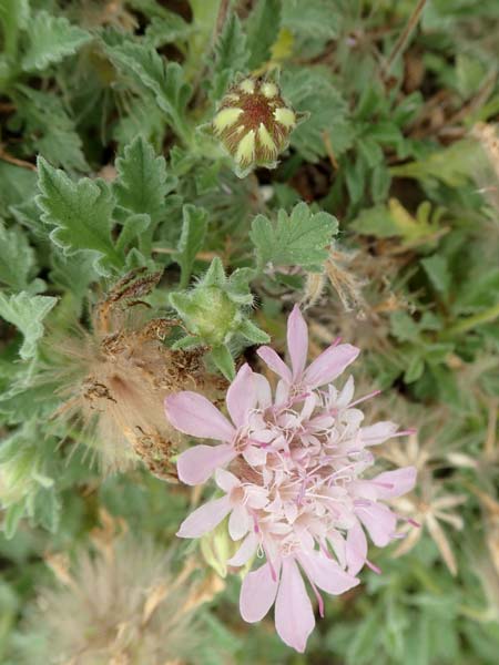 Pterocephalus pinardi \ Pinards Fl�gelkopf / Pinard's Scabious, D Botan. Gar.  Universit.  T&uuml;bingen 3.9.2016