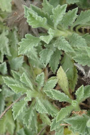 Pterocephalus pinardi \ Pinards Fl�gelkopf / Pinard's Scabious, D Botan. Gar.  Universit.  T&uuml;bingen 3.9.2016