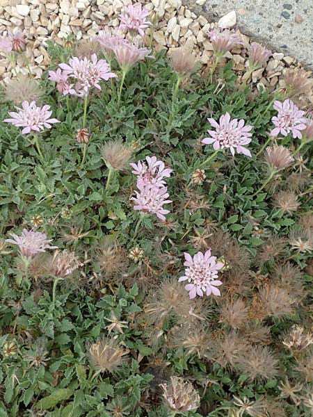 Pterocephalus pinardi \ Pinards Fl�gelkopf / Pinard's Scabious, D Botan. Gar.  Universit.  T&uuml;bingen 3.9.2016