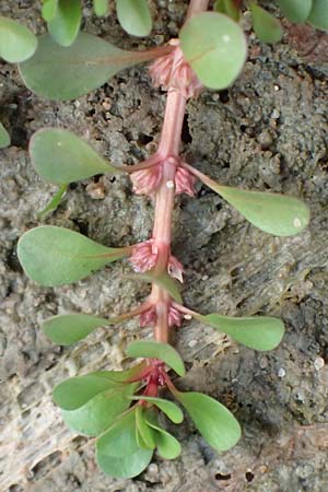 Lythrum portula \ Sumpfquendel / Water Purslane, D Hassloch 22.9.2016
