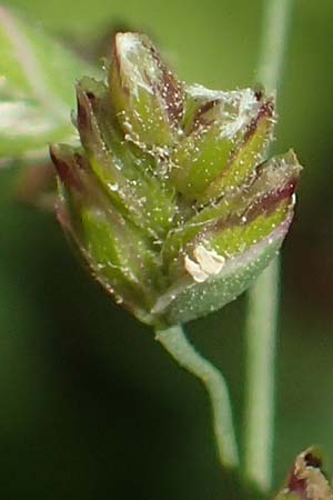 Poa pratensis \ Wiesen-Rispengras, Wiesenrispe / Smooth Meadow Grass, Kentucky Blue Grass, D Heidelberg 29.4.2017