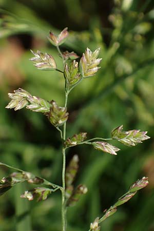 Poa pratensis \ Wiesen-Rispengras, Wiesenrispe / Smooth Meadow Grass, Kentucky Blue Grass, D Heidelberg 29.4.2017