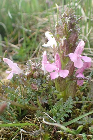 Pedicularis palustris \ Sumpf-L�usekraut / Marsh Lousewort, D Schwarzwald/Black-Forest, Feldberg 27.5.2017