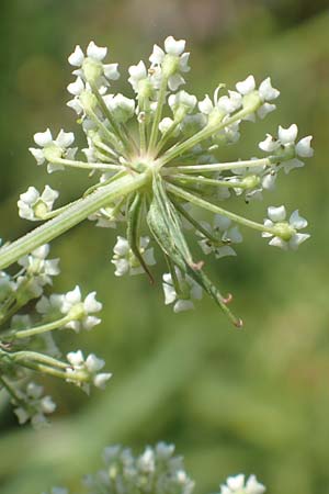 Peucedanum palustre \ Sumpf-Haarstrang / Marsh Hog's Parsley, Milk Parsley, D Bienwaldm&uuml;hle 8.7.2017