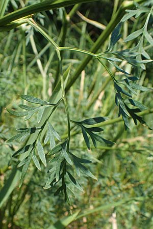 Peucedanum palustre \ Sumpf-Haarstrang / Marsh Hog's Parsley, Milk Parsley, D Bienwaldm&uuml;hle 8.7.2017