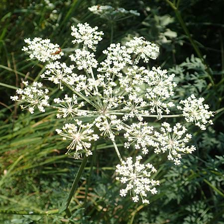Peucedanum palustre \ Sumpf-Haarstrang / Marsh Hog's Parsley, Milk Parsley, D Bienwaldm&uuml;hle 8.7.2017