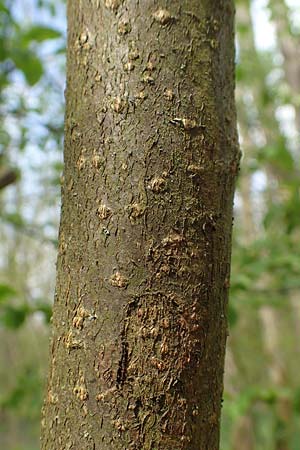 Prunus padus subsp. padus \ Traubenkirsche / Bird Cherry, D Birkenheide 14.4.2018