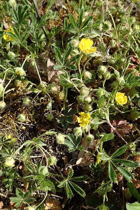 Potentilla pusilla \ Sternhaariges Fr�hlings-Fingerkraut, Flaum-Fingerkraut / Small Cinquefoil, D Gottmadingen 25.4.2018