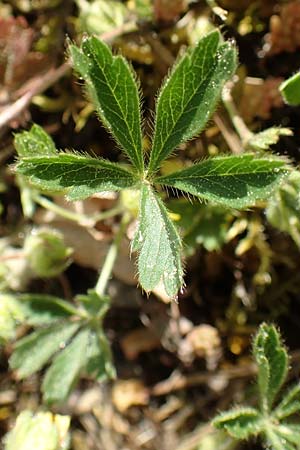 Potentilla pusilla \ Sternhaariges Fr�hlings-Fingerkraut, Flaum-Fingerkraut / Small Cinquefoil, D Gottmadingen 25.4.2018