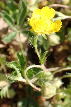 Potentilla pusilla \ Sternhaariges Fr�hlings-Fingerkraut, Flaum-Fingerkraut / Small Cinquefoil, D Gottmadingen 25.4.2018
