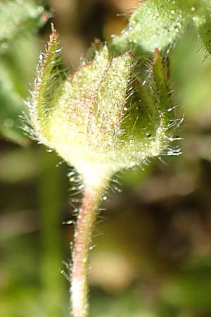 Potentilla pusilla \ Sternhaariges Fr�hlings-Fingerkraut, Flaum-Fingerkraut / Small Cinquefoil, D Gottmadingen 25.4.2018