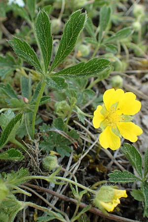 Potentilla pusilla \ Sternhaariges Fr�hlings-Fingerkraut, Flaum-Fingerkraut / Small Cinquefoil, D Gottmadingen 25.4.2018