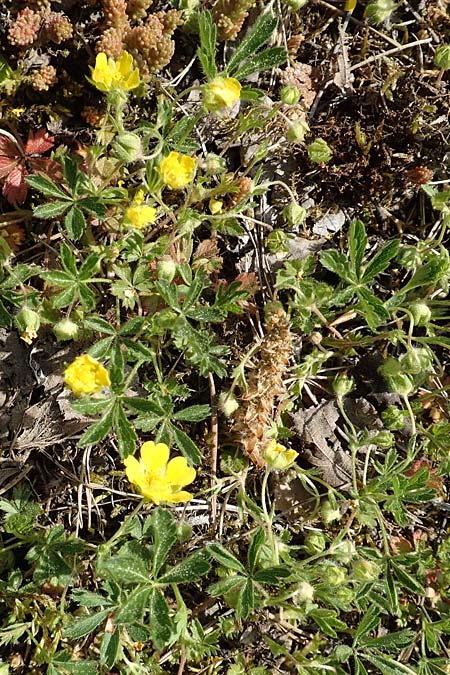 Potentilla pusilla \ Sternhaariges Fr�hlings-Fingerkraut, Flaum-Fingerkraut / Small Cinquefoil, D Gottmadingen 25.4.2018
