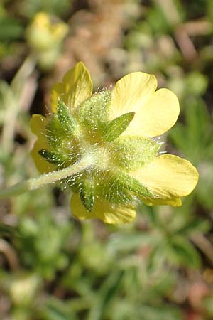 Potentilla pusilla \ Sternhaariges Fr�hlings-Fingerkraut, Flaum-Fingerkraut / Small Cinquefoil, D Gottmadingen 25.4.2018