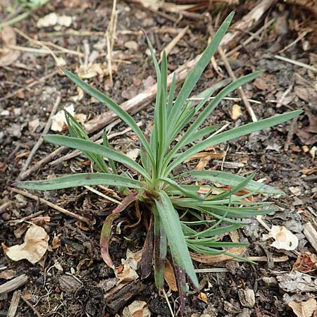 Petrorhagia prolifera \ Sprossende Felsennelke, Sprossendes Nelkenk&ouml;pfchen / Proliferous Pink, D Alsbach-H&auml;hnlein 28.4.2018