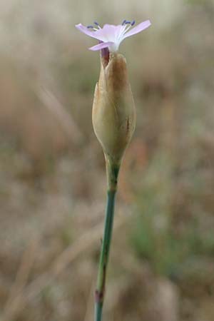 Petrorhagia prolifera \ Sprossende Felsennelke, Sprossendes Nelkenk&ouml;pfchen / Proliferous Pink, D Wagh&auml;usel 8.6.2018
