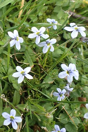 Lobelia pedunculata, Blauer Bubikopf, Gestielte Teppich-Lobelie