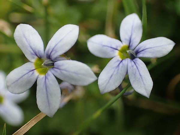 Lobelia pedunculata \ Blauer Bubikopf, Gestielte Teppich-Lobelie / Blue Star Creeper, Trailing Pratia, D M&ouml;nchengladbach 13.6.2018