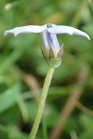 Lobelia pedunculata \ Blauer Bubikopf, Gestielte Teppich-Lobelie / Blue Star Creeper, Trailing Pratia, D M&ouml;nchengladbach 13.6.2018