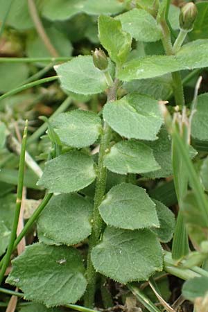 Lobelia pedunculata \ Blauer Bubikopf, Gestielte Teppich-Lobelie / Blue Star Creeper, Trailing Pratia, D M&ouml;nchengladbach 13.6.2018
