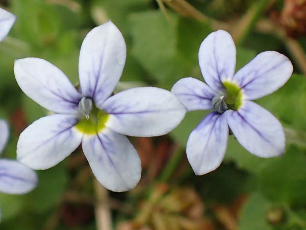 Lobelia pedunculata \ Blauer Bubikopf, Gestielte Teppich-Lobelie / Blue Star Creeper, Trailing Pratia, D M&ouml;nchengladbach 13.6.2018