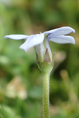 Lobelia pedunculata \ Blauer Bubikopf, Gestielte Teppich-Lobelie / Blue Star Creeper, Trailing Pratia, D M&ouml;nchengladbach 13.6.2018