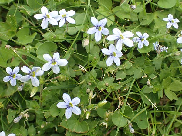Lobelia pedunculata \ Blauer Bubikopf, Gestielte Teppich-Lobelie / Blue Star Creeper, Trailing Pratia, D M&ouml;nchengladbach 13.6.2018