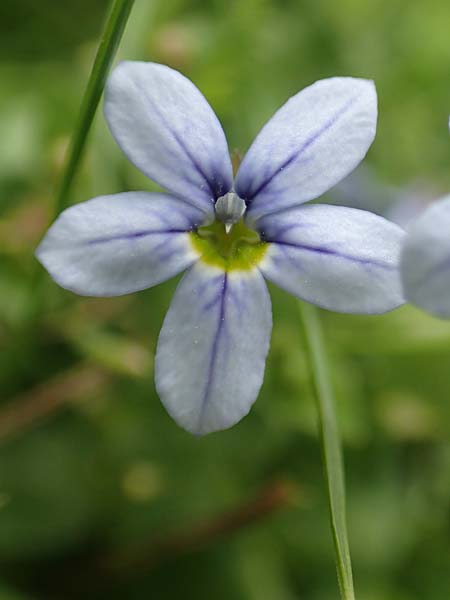Lobelia pedunculata \ Blauer Bubikopf, Gestielte Teppich-Lobelie / Blue Star Creeper, Trailing Pratia, D M&ouml;nchengladbach 13.6.2018