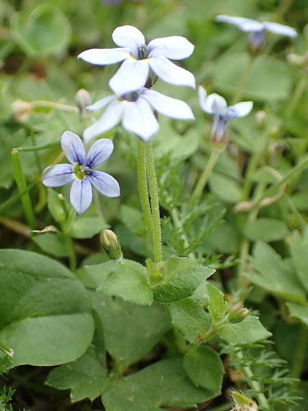 Lobelia pedunculata \ Blauer Bubikopf, Gestielte Teppich-Lobelie / Blue Star Creeper, Trailing Pratia, D M&ouml;nchengladbach 13.6.2018