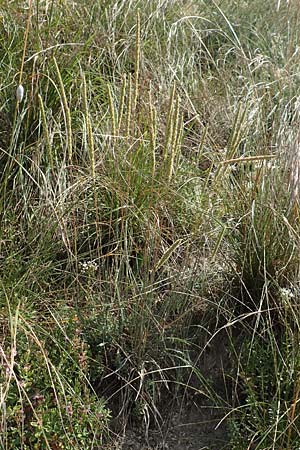 Phleum phleoides \ Steppen-Lieschgras / Boehmer's Cat's-Tail, D Kaiserstuhl,  Burkheim 25.6.2018