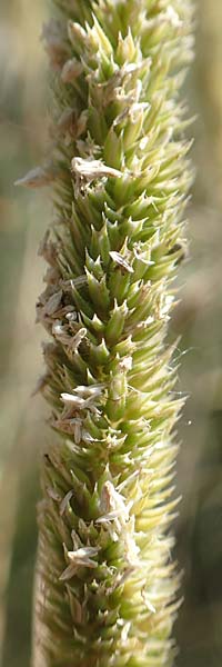 Phleum phleoides \ Steppen-Lieschgras / Boehmer's Cat's-Tail, D Kaiserstuhl,  Burkheim 25.6.2018