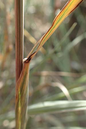 Phleum phleoides \ Steppen-Lieschgras / Boehmer's Cat's-Tail, D Kaiserstuhl,  Burkheim 25.6.2018