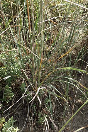 Phleum phleoides \ Steppen-Lieschgras / Boehmer's Cat's-Tail, D Kaiserstuhl,  Burkheim 25.6.2018