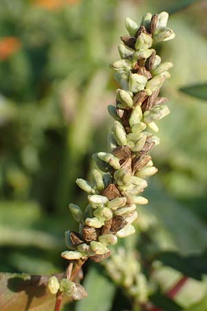 Persicaria lapathifolia subsp. pallida \ Acker-Ampfer-Kn�terich / Pale Persicaria, D Maxdorf 18.10.2018