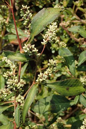Persicaria lapathifolia subsp. pallida \ Acker-Ampfer-Kn�terich / Pale Persicaria, D Maxdorf 18.10.2018