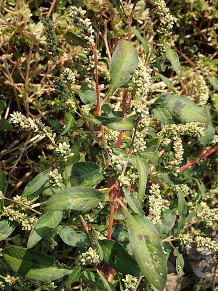 Persicaria lapathifolia subsp. pallida \ Acker-Ampfer-Kn�terich / Pale Persicaria, D Maxdorf 18.10.2018